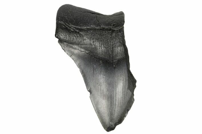 Partial, Fossil Megalodon Tooth - South Carolina #172217
